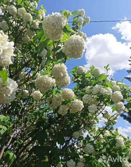 Бульденеж, декоративная калина,саженцы