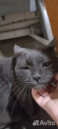 Кошка в добрые руки бесплатно