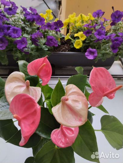 Антуриум Sweet Dream