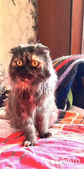 Котятки