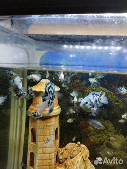 Мальки сапфирового попугая