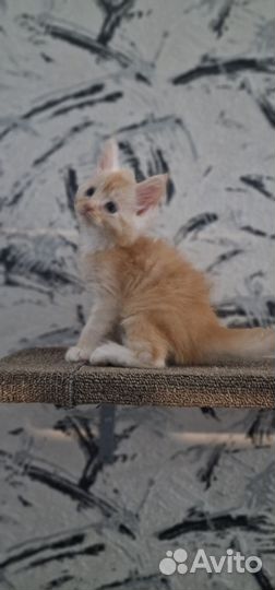 Котята мейн-кун