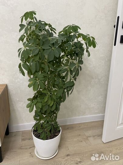 Комнатные цветы шефлера