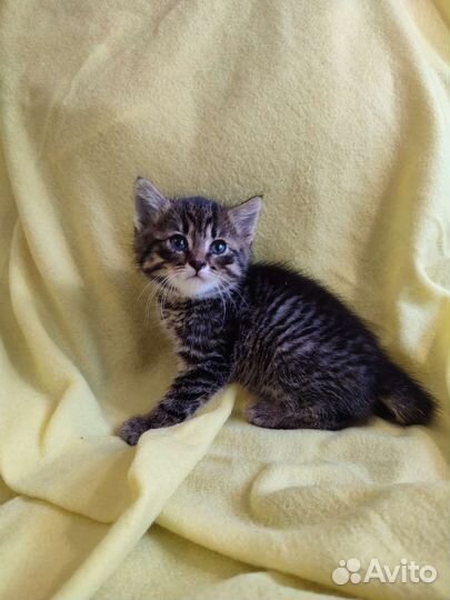 Котëнок Джэк ищет дом