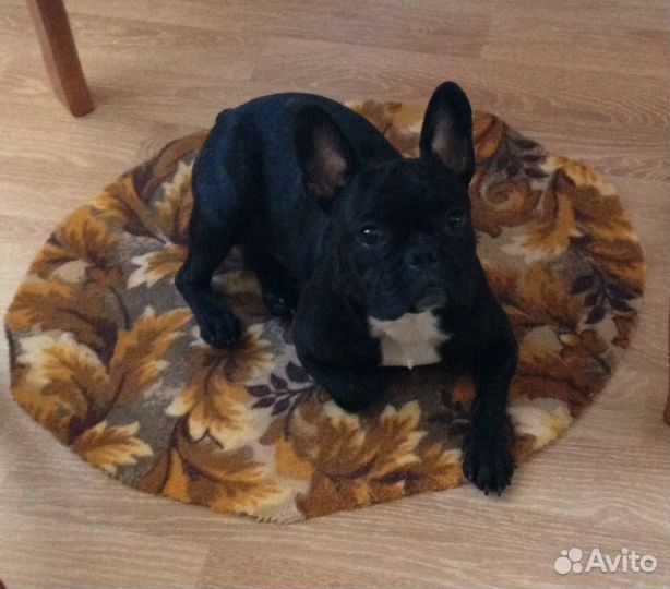 Кобель для вязки