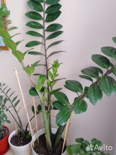 Замиокулькас