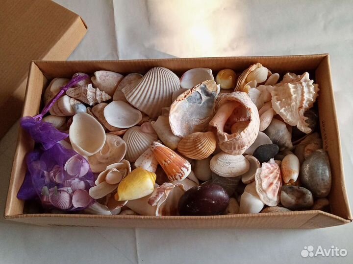 Ракушки (3 кг)