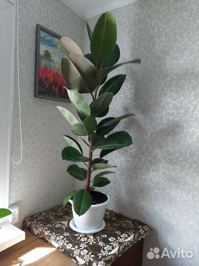 Фикус каучуконосный большой