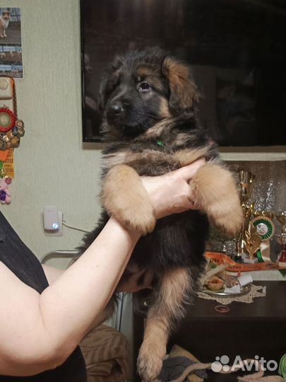 Немецкая овчарка