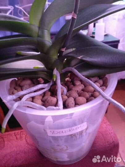 Орхидея фаленопсис Дарвин