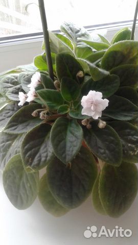 Фиалки,фикусы, мандарин,апельсин