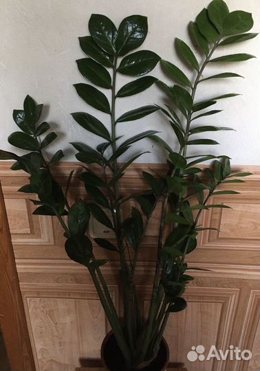 Замиокулькас