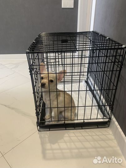 Щенок помчи