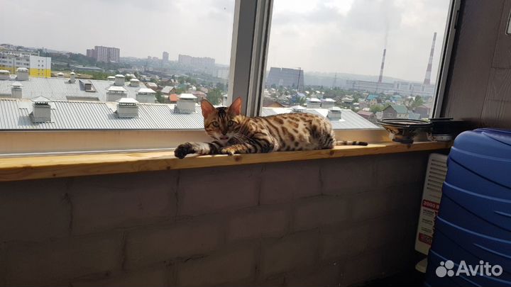 Бенгальский кот для вязки