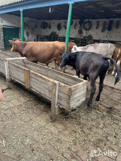 Телята бычки