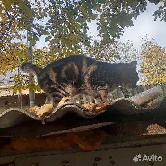 Бенгалочка