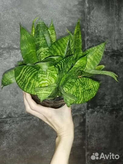 Комнатные цветы