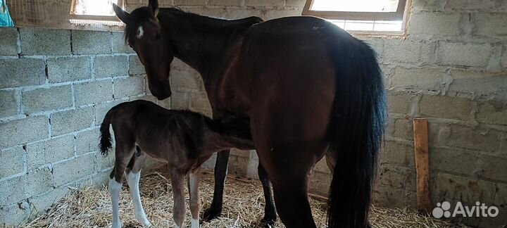 Постой для лошадей