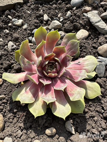 Молодило каменная роза