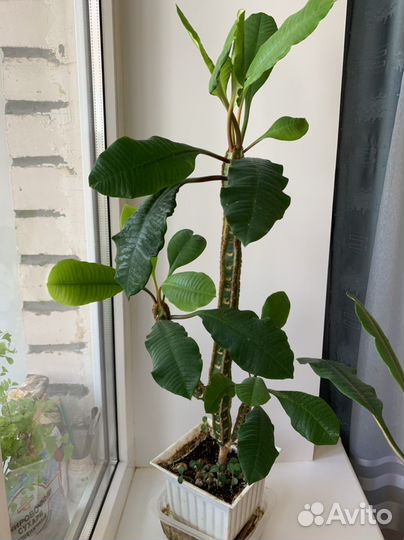 Эуфорбия пальма, Молочай