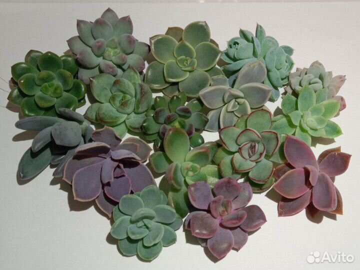 Суккуленты, эхеверии