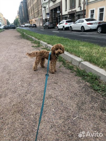 Няня для собак