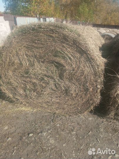 Сено люцерна костëр