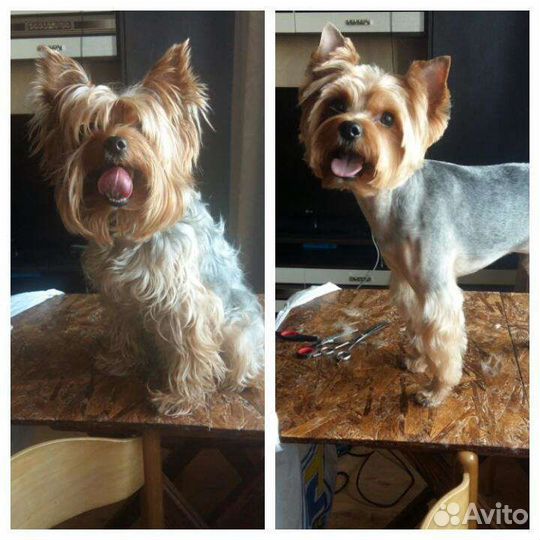 Стрижка собак