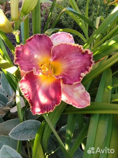 Лилейники сортовые