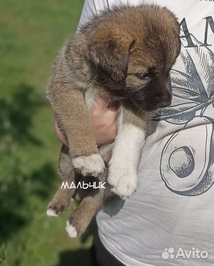 Щенки алабая бесплатно