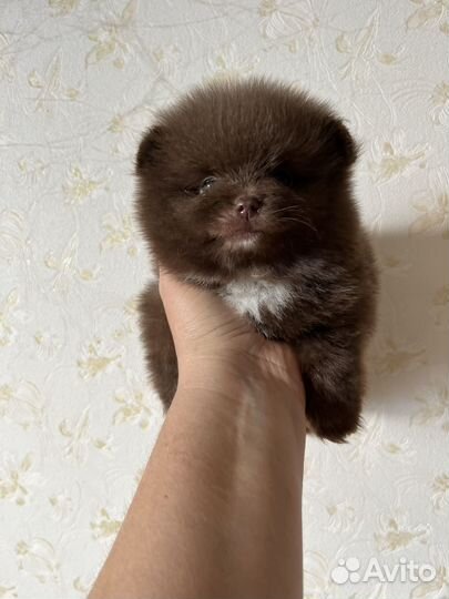 Померанский шпиц (шоколадный мишка)
