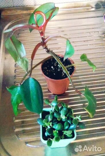 Филодендрон краснеющий+ суккулент