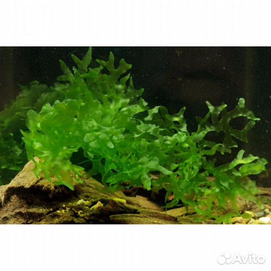 Аквариумные растения, креветки вишня