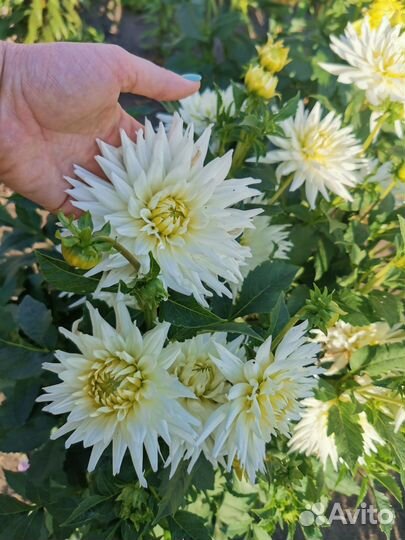 Георгины клубни