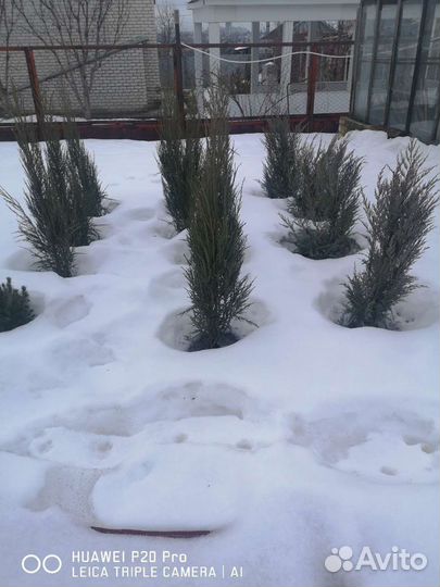 Хвойные растения