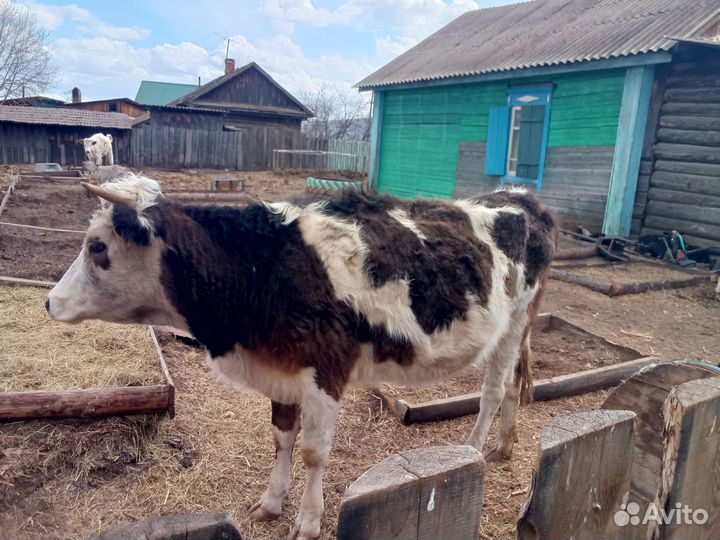 Корова с теленком