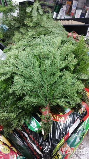 Пихтовые веники для бани