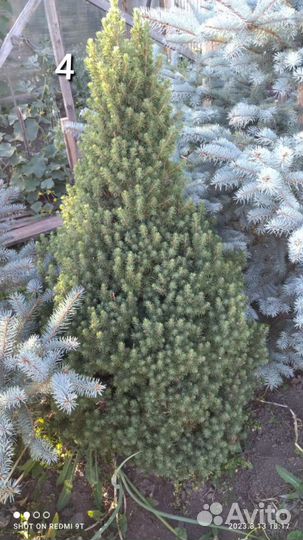 Ель голубая