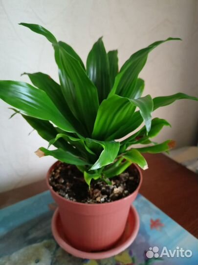 Драцена фрагранс Compacta