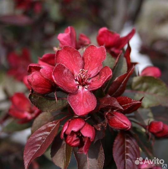 Саженцы яблони Роялти