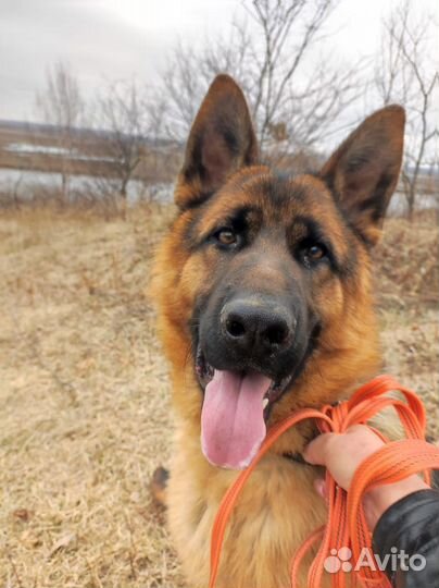 Кобель немецкой овчарки 2 года. Вязка