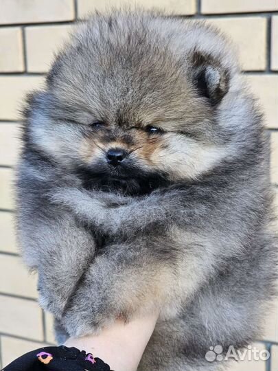 Большой Выбор щенков Померанского шпица