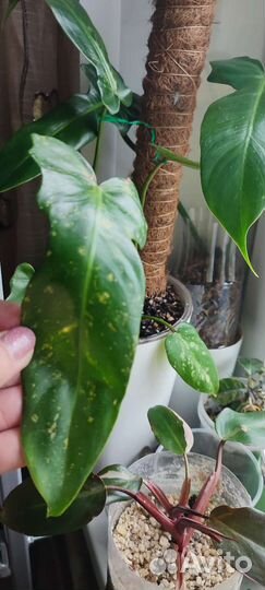 Альбука спиральная