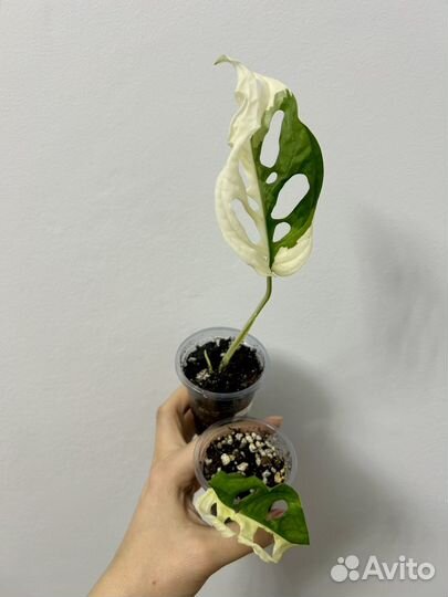 Монстера адансони вариегатная