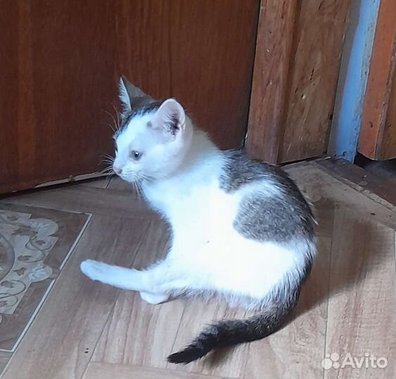 Кошечка крысыловная