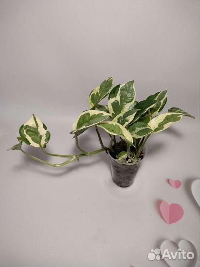 Эпипремнум Сциндапсус