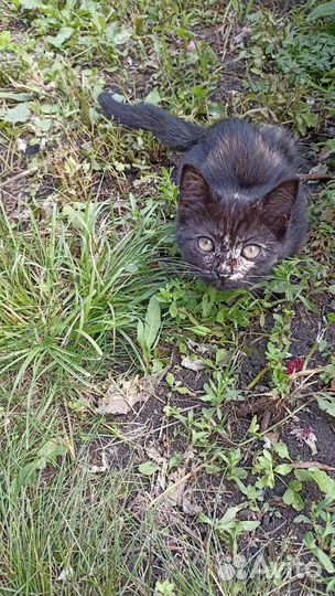 Котята в дар