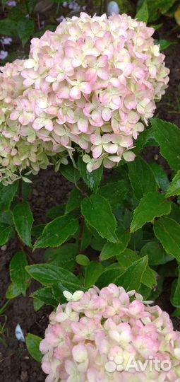 Гортензия мэджикал свит саммер