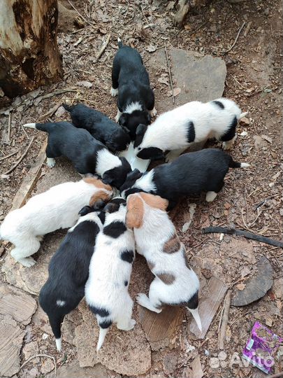 Щенки