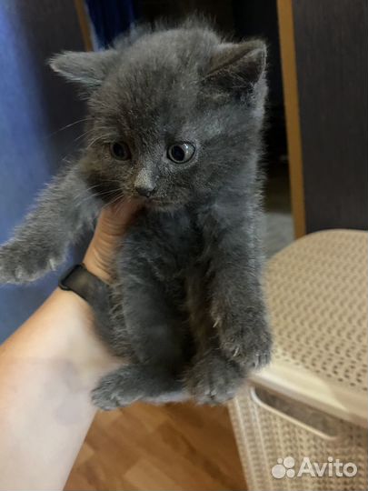 Британские котята